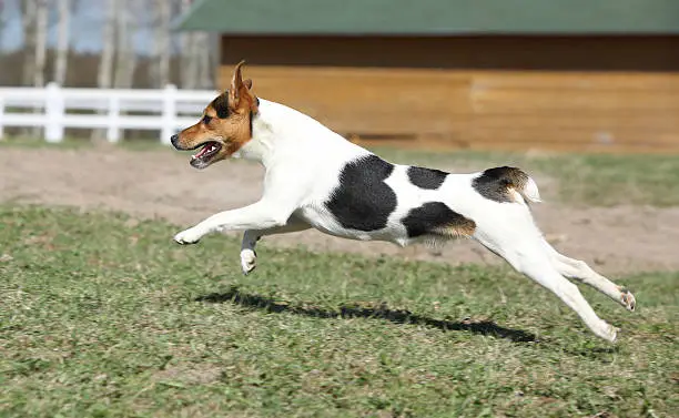 Gorgeous Parson Russell terrier running in outdoor