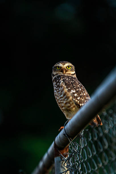 Athene cunicularia - Owl stock photo