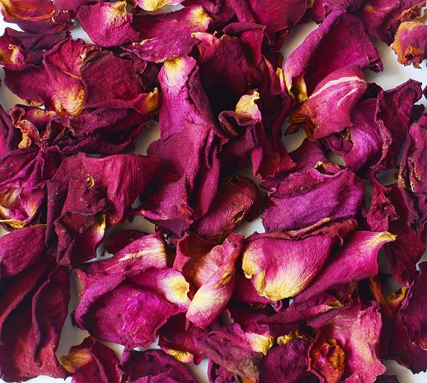 istock Dry petals of roses on a white background 481534641