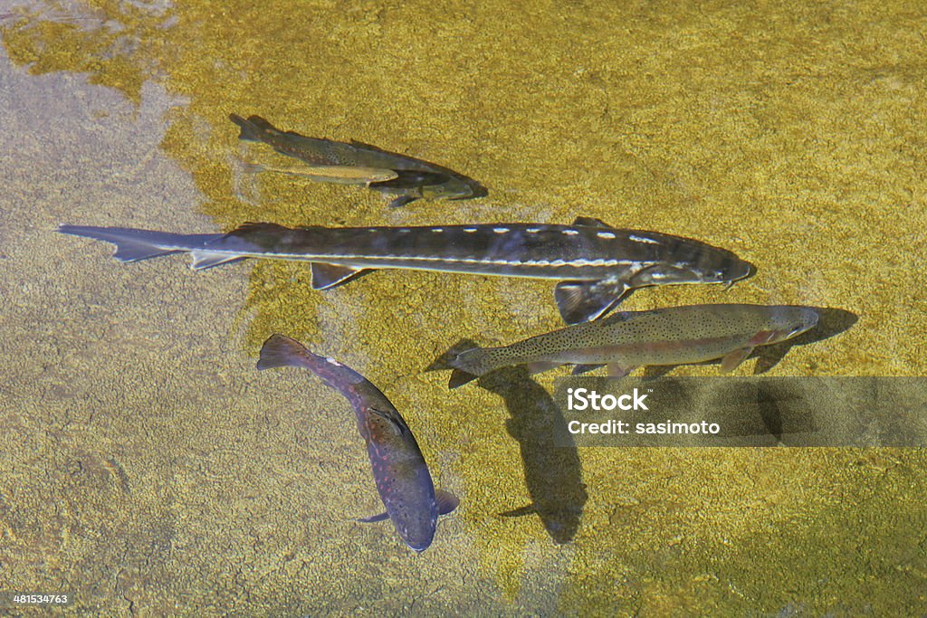 Marrón trouts natación en un estanque - Foto de stock de Aire libre libre de derechos