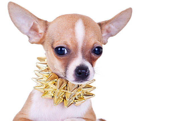 Cluseup Imagen De Cachorro De Chihuahua Foto de stock y más banco de imágenes de Collar para perro - Collar para perro, Cuello - Parte de la vestimenta, Dorado - Color - iStock