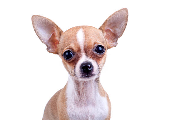 istock expressive portrait Chihuahua puppy 481535415