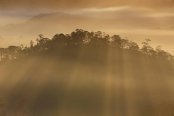 istock Mountain, trees, misty on sunrise 481535626