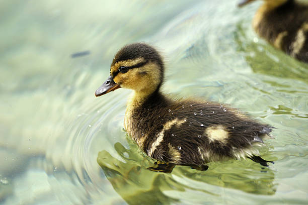 istock Awesome Duckling swim on the see 481535634
