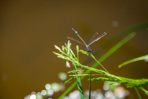 Blue dragonfly on a blade of grass in the summer on the river
