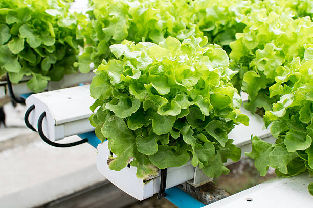istock cultivation hydroponics green vegetable in farm 481536132