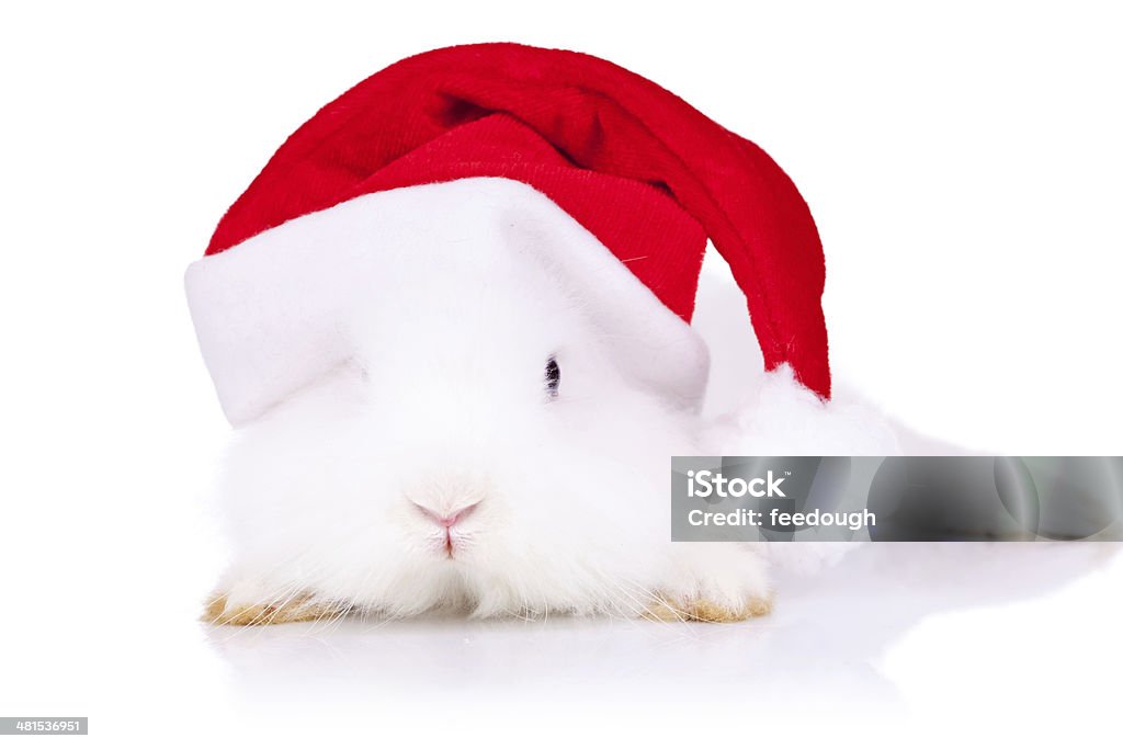 santa bunny mirando a la cámara - Foto de stock de Animal libre de derechos