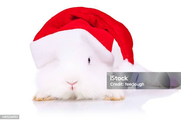 Santa Bunny Patrzeć Do Kamery - zdjęcia stockowe i więcej obrazów Białe tło - Białe tło, Biały, Czapka