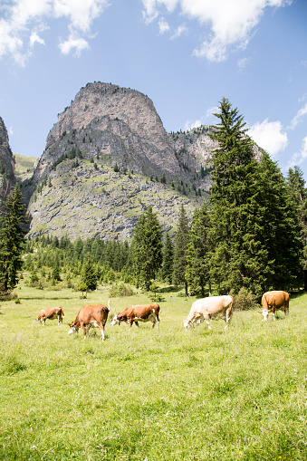 Cows in free range in \