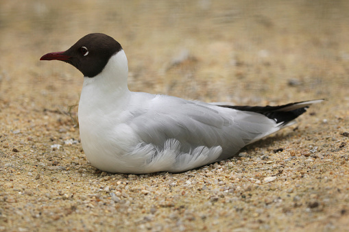 Black-headed gull (Chroicocephalus ridibundus). Wild life animal.