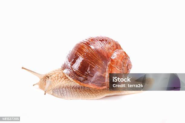 Grapevine Snail Stock Photo - Download Image Now - Animal, Animal Antenna, Animal Shell