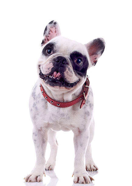 bulldog francés mirando curioso - french bulldog fotografías e imágenes de stock