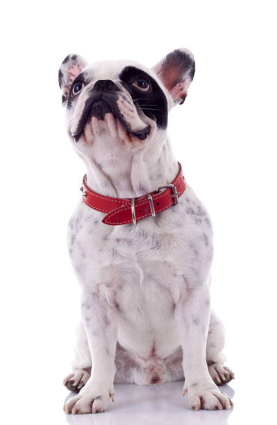 istock French Bulldog looking up 481537359