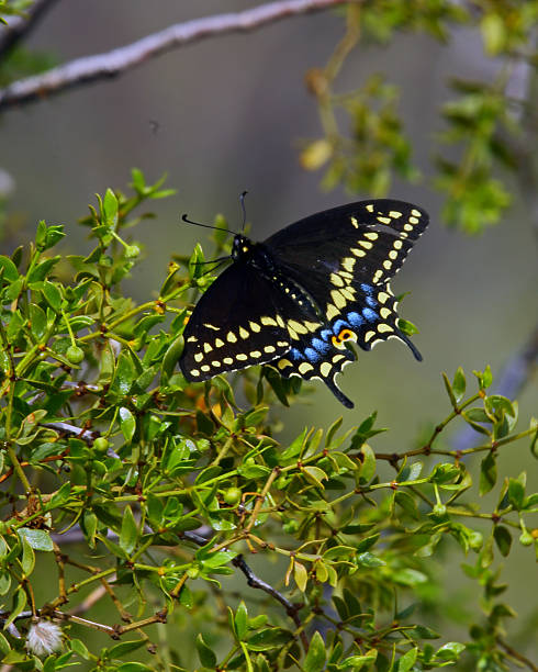 istock Western Black Swallowtail AKA Baird's Swallowtail 481540262