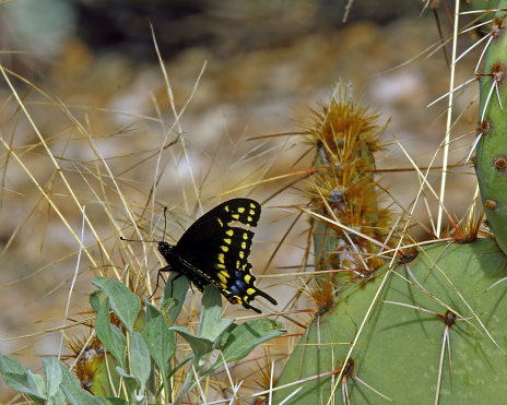 Western black Swallowtail AKA Baird's Swallowtail in horizontal format. Taken in Saguaro NP, Tuscon, Arizona.