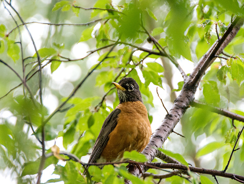 Female American Robin in a Pin Cherry tree.