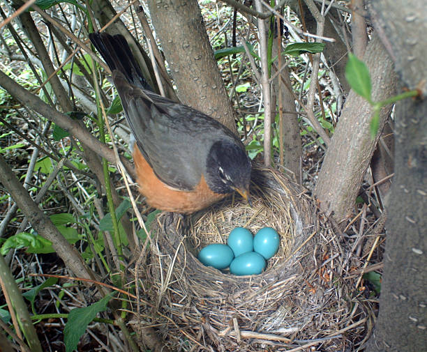 istock American Robin on her nest which holds four eggs 481541240