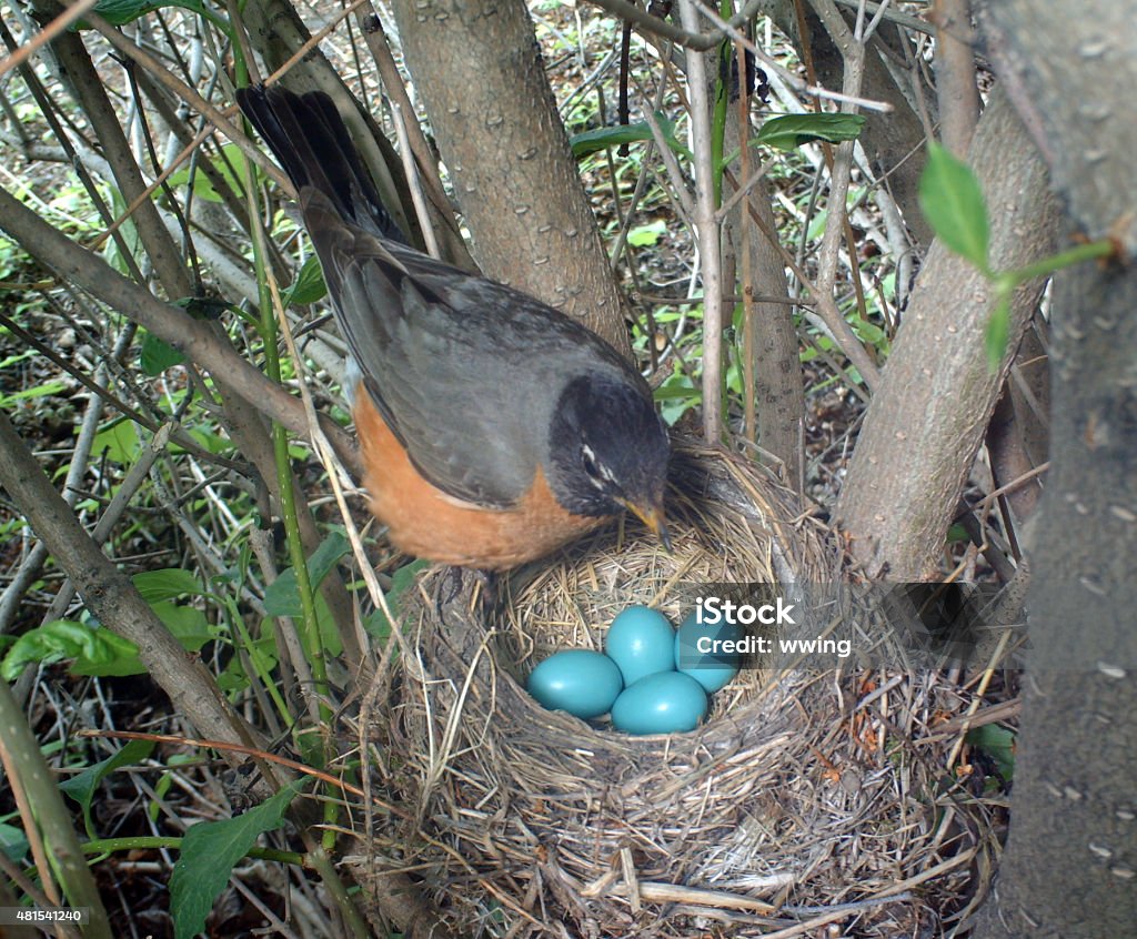 American Robin on her nest which holds four eggs American Robin on her nest which holds four eggs... close - up and from above. American Robin Stock Photo