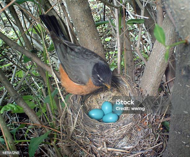 American Robin On Her Nest Which Holds Four Eggs Stock Photo - Download Image Now - American Robin, Animal Egg, Animal Nest