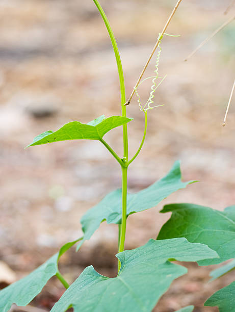 istock Planting of zucchini 481542919