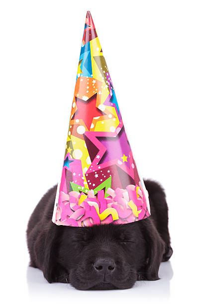 istock black labrador retriever puppy dog sleeping 481543153