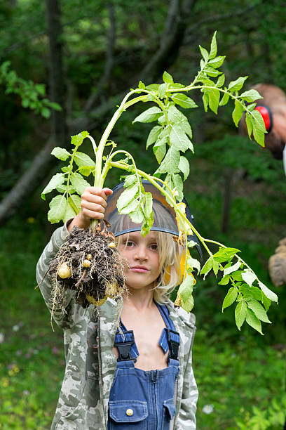Proud little 6 years old boy with first new potatos. He is dressed in coverall and jacket and holding up the plant with the small potatoes. The father can be seen in the background.