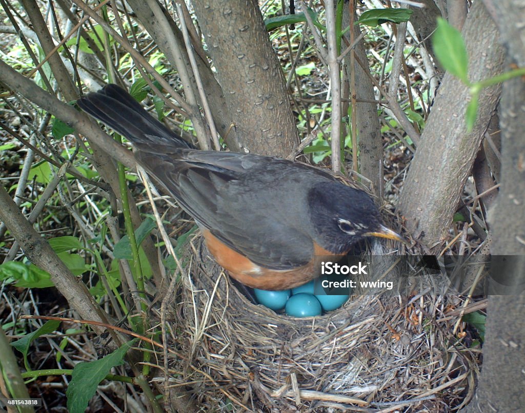 American Robin on her nest which holds four eggs American Robin on her nest which holds four eggs... close - up and from above. Animal Egg Stock Photo