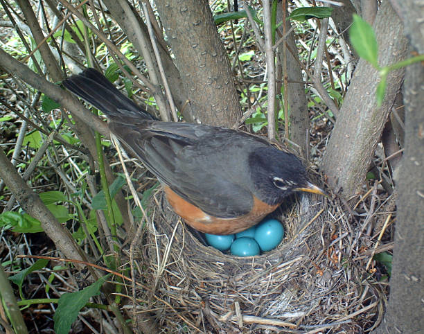 American Robin on her nest which holds four eggs stock photo