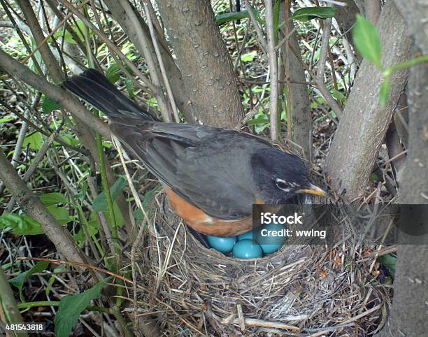 American Robin On Her Nest Which Holds Four Eggs Stock Photo - Download Image Now - Animal Egg, Bird, Animal Nest