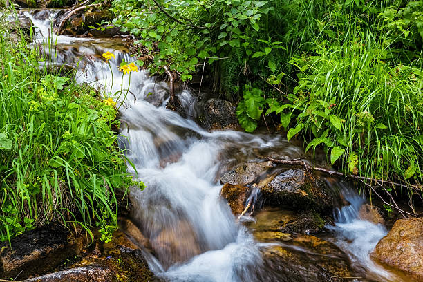 istock Carpathian Mountains. Mountain stream and green grass on the bank. 481544490