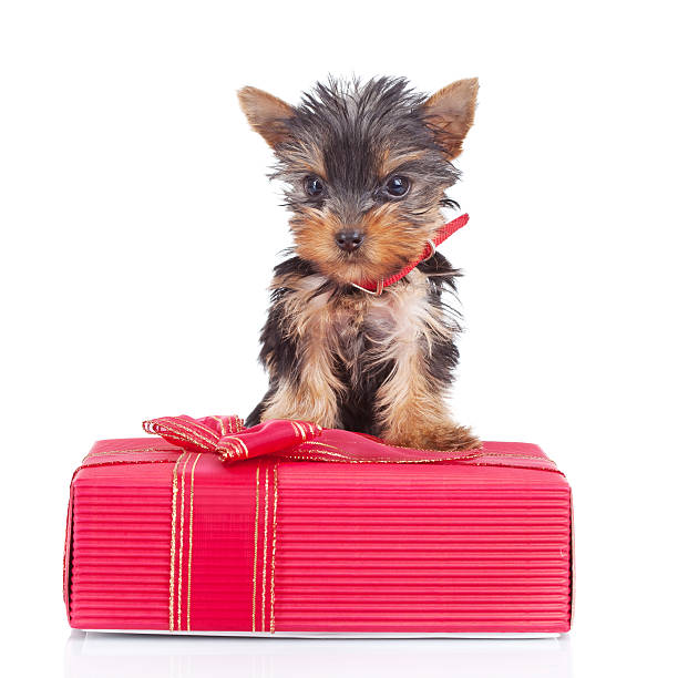 istock yorkie toy standing on a gift 481544529