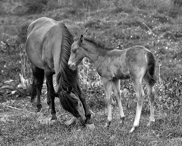 istock New Baby Equine Horse 481544724