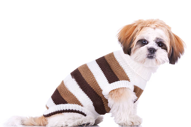istock cute little dressed shih tzu puppy 481544751