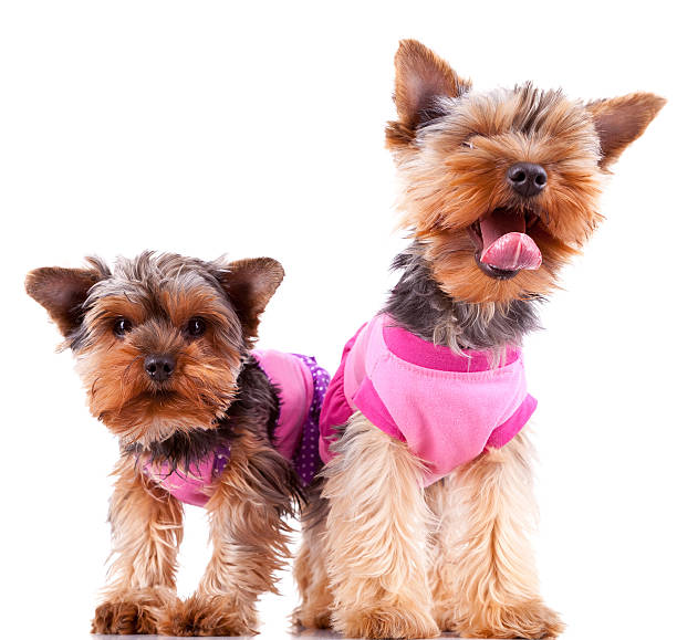 istock two little yorkshire puppy dogs playing 481544797