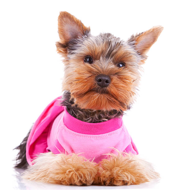 istock dressed yorkshire puppy dog 481544847