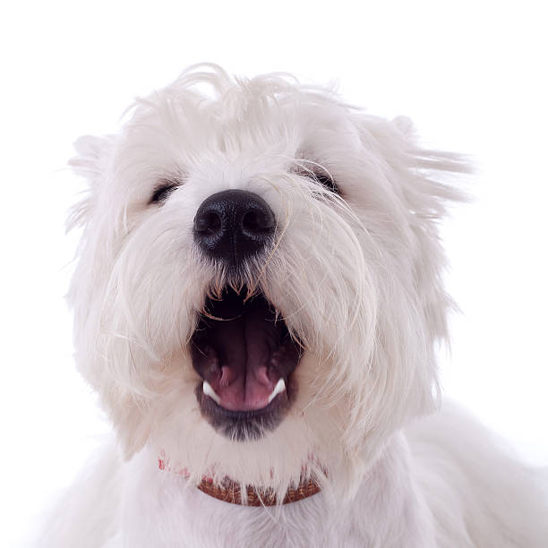 barking westie - westy - fotografias e filmes do acervo