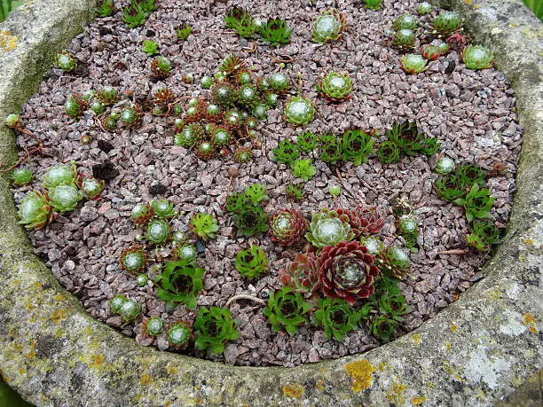 Photo showing a small group of Alpine houseleeks (Latin name: sempervivum), which are growing in a round stone planter and dressed with a layer of horticultural grit / potting gravel.