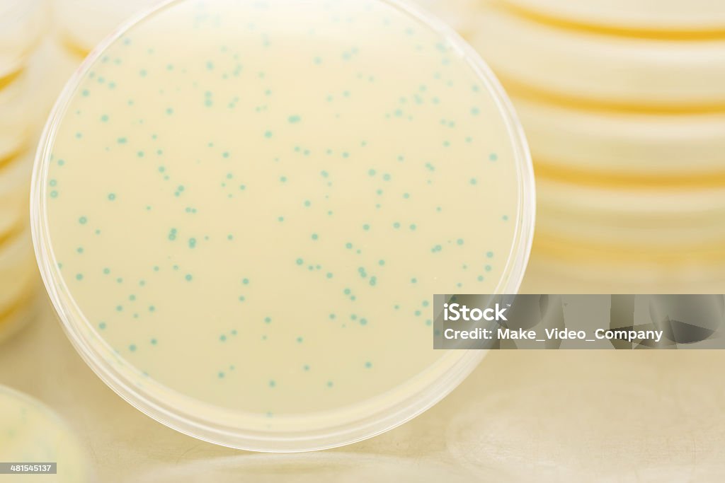 Blue bacteriophage plaques Cycle - Concept Stock Photo