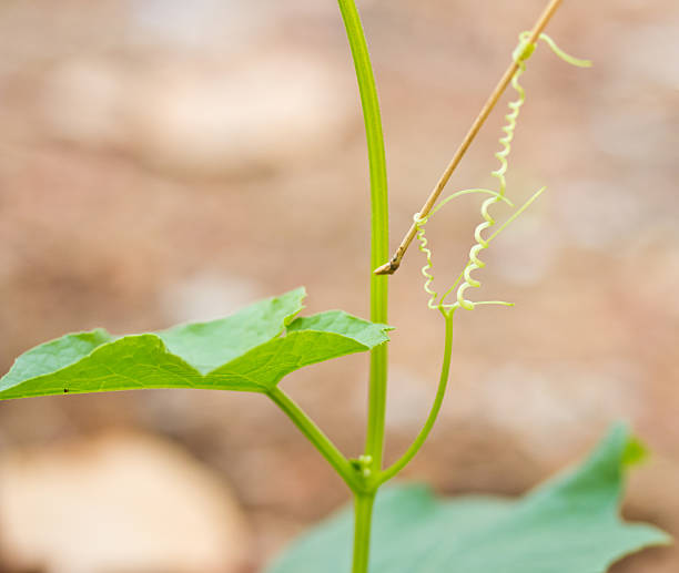 istock Planting of zucchini 481545215