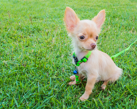 Chihuahua dog stand on the grass in the park