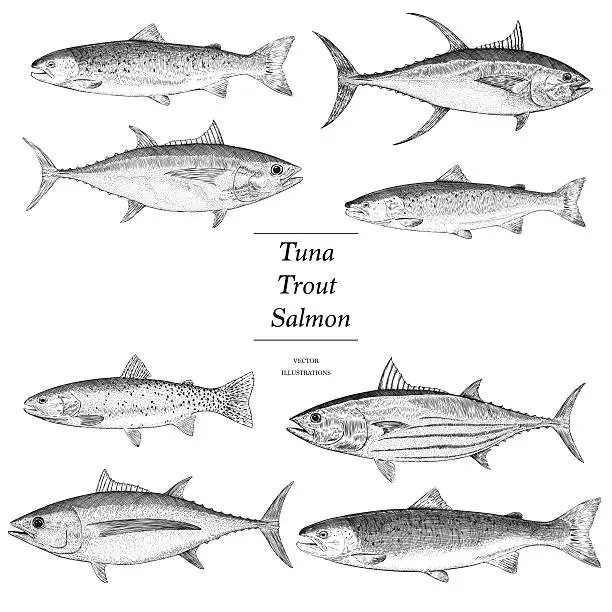 Vector illustration of Hand Drawn Trout, Salmon and Tuna