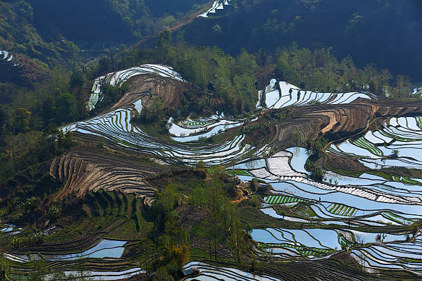istock Rice terraces at Yuan Yang 481546349