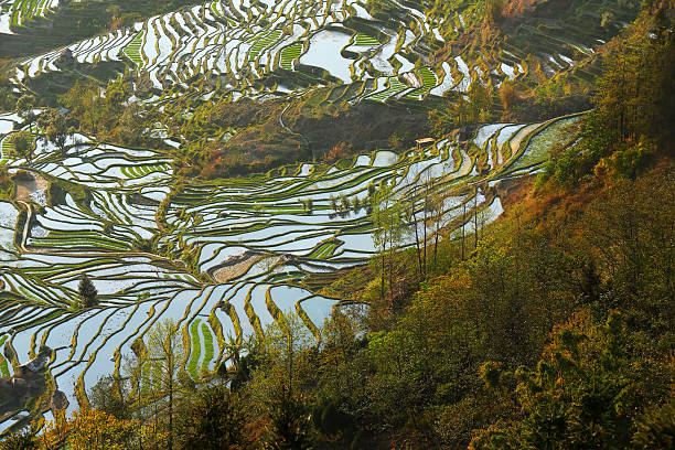 istock Rice terraces at Yuan Yang 481546351