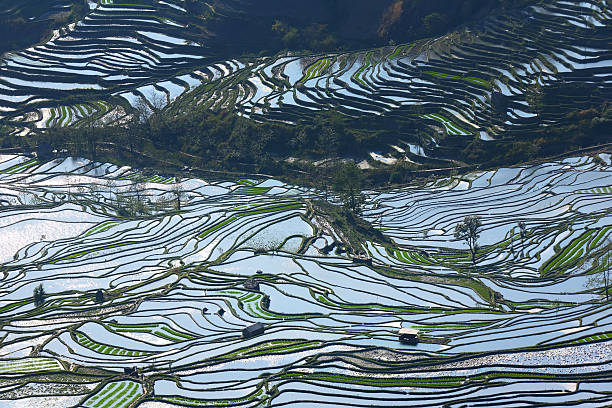istock Rice terraces at Yuan Yang 481546357