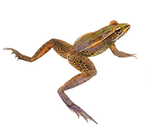 istock Closeup of a Leopard Frog Isolated on White 481546496