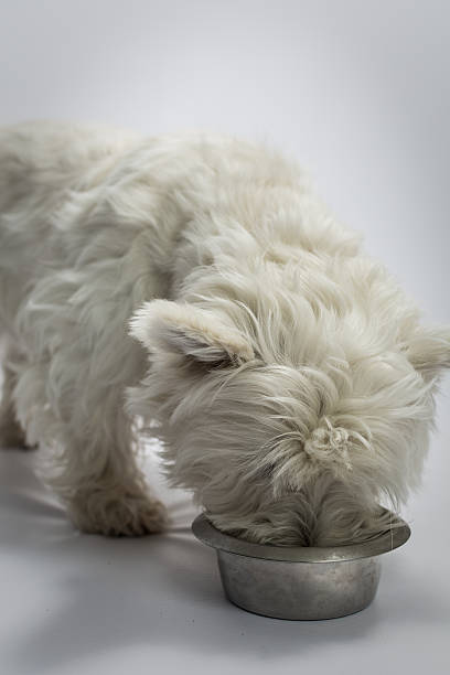 terrier branco west highland cachorro comendo comida do prato. - westy - fotografias e filmes do acervo