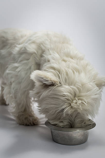 белый вест хайленд терьер собака питание в миску для еды. - westy стоковые фото и изображения
