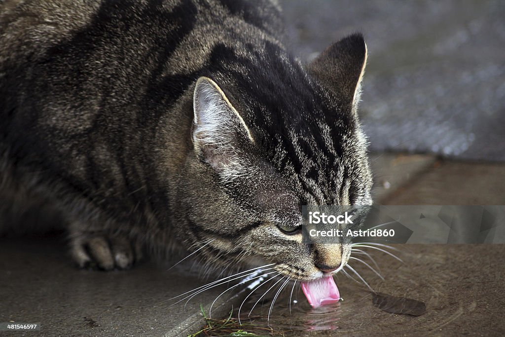 cat drinks a cat drinks rainwater Adventure Stock Photo