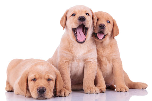 istock three labrador retriever puppy dogs 481546613