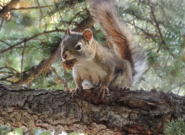 American red squirrel (Tamiasciurus hudsonicus) with a pine cone snack. The Canadian Rockies, Alberta, Canada.